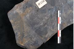 Foto (Detailansicht) von Cupanites novae zeelandiae Ettingshausen (NHMW-GEO-2024-0188-10256)